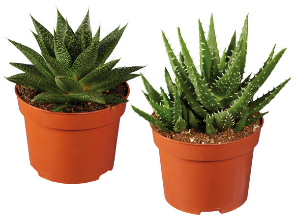 Aloe oder Haworthia