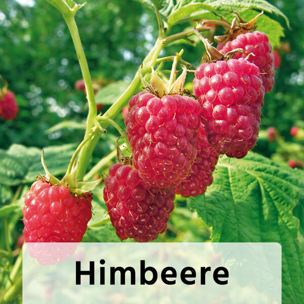 Himbeeren / Brombeeren - die Großen