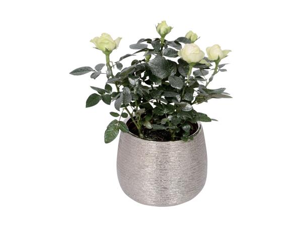 Frosty Kalanchoe