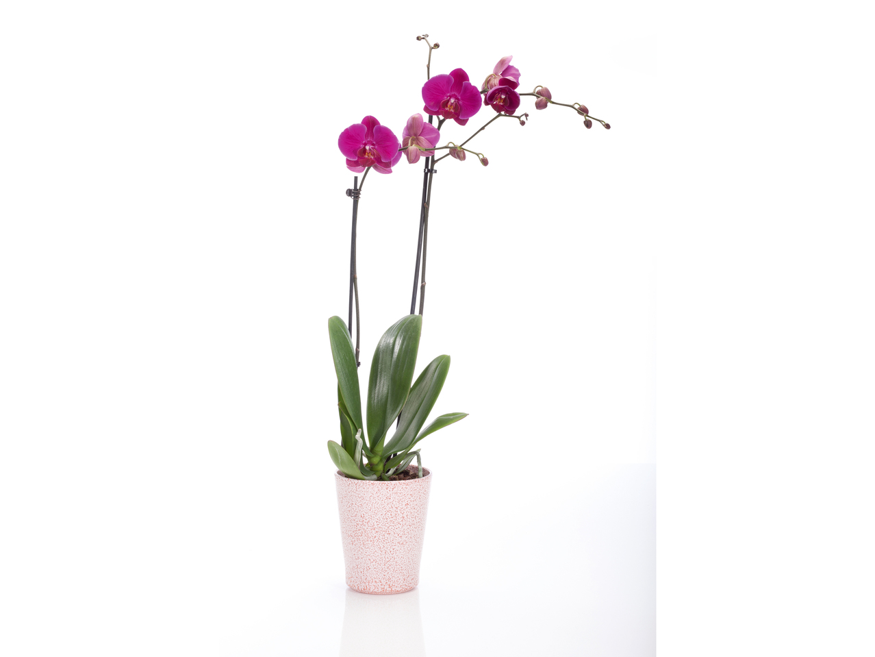 Orchidée Phalaenopsis dans un pot en céramique