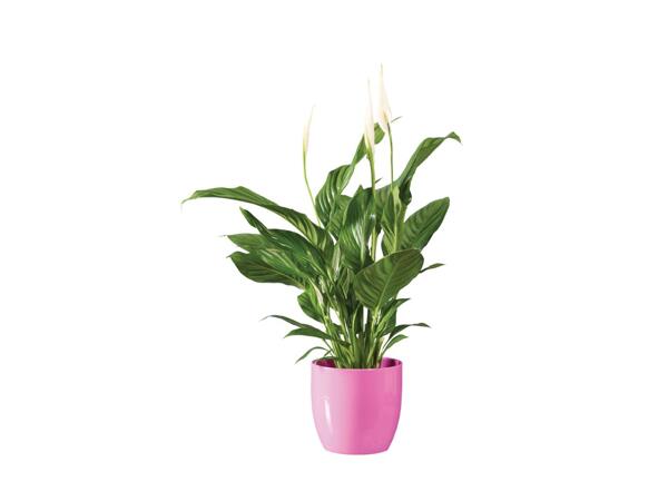Peace Lily in Colour Pot