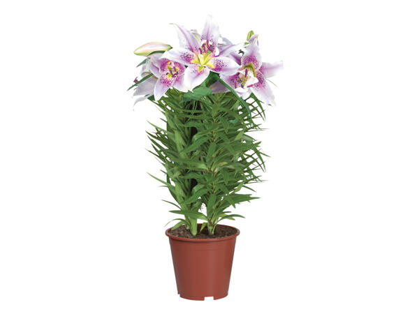 Oriental Lilies