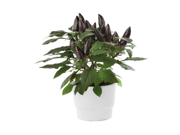 Chiliplante
