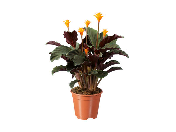 Blomstrende miks