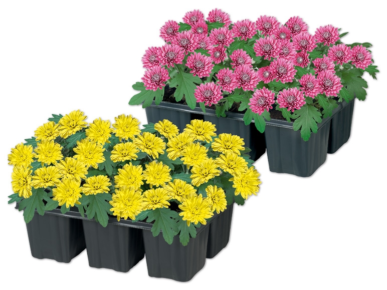 Chrysanthemen 6er Tray