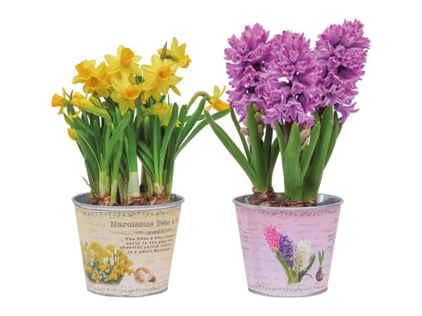 Flowering bulbs