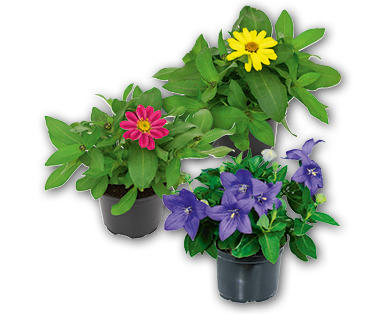 Plante de balcon estivale
