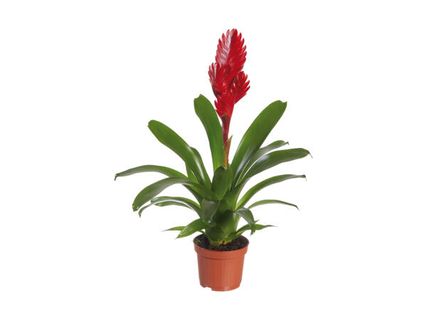 Bromelia