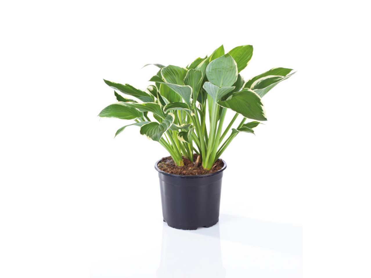Hosta 1