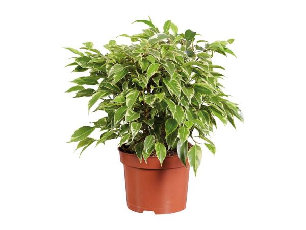 Assorted Houseplants