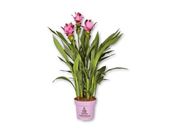 Thailandsk tulipan