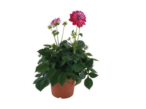 Stor sommerblomst