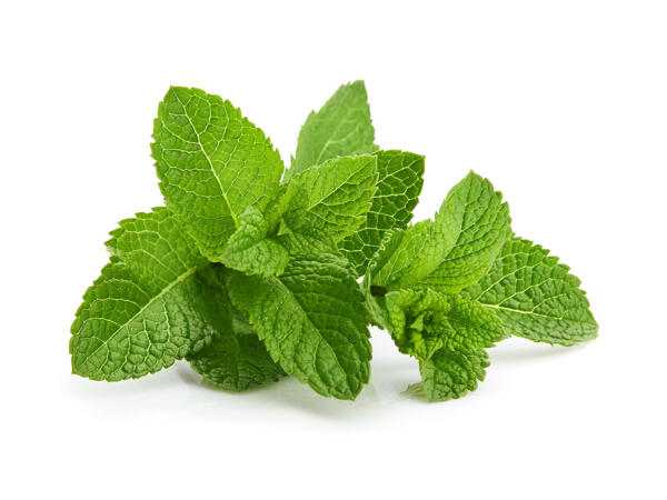 Menthe coupée
