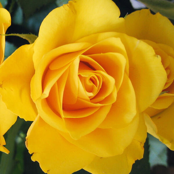 Topfrose