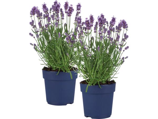 Lavendel Angustifolia