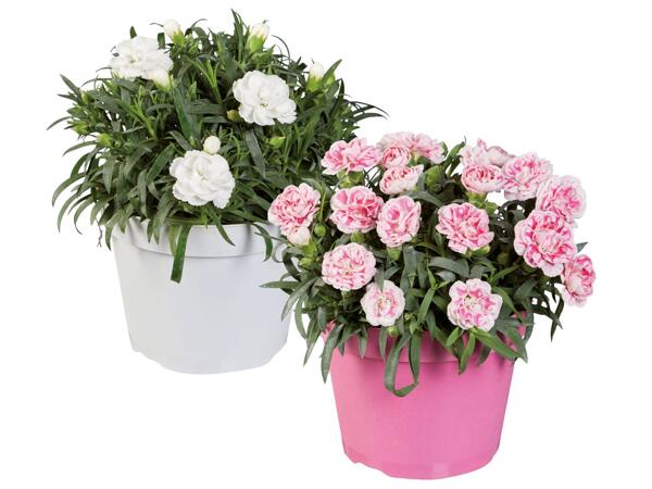 Dianthus