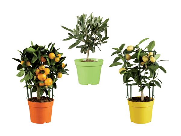 Plantes méditerranéennes