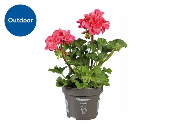 Standing Geranium