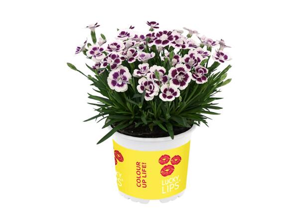 Dianthus Lucky Lips