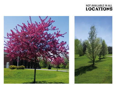 Gardenline Shade or Ornamental Tree Assorted Varieties