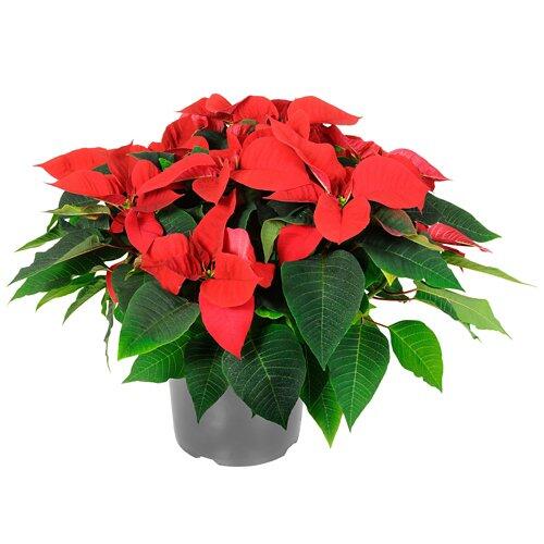 GARDENLINE Plante de Noël