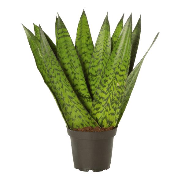 Sanseveria