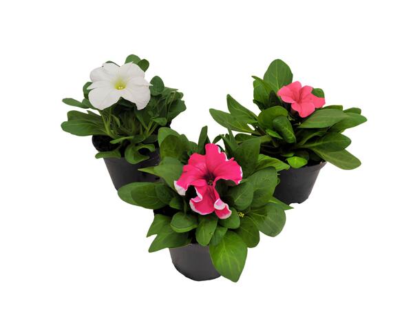 Petunias