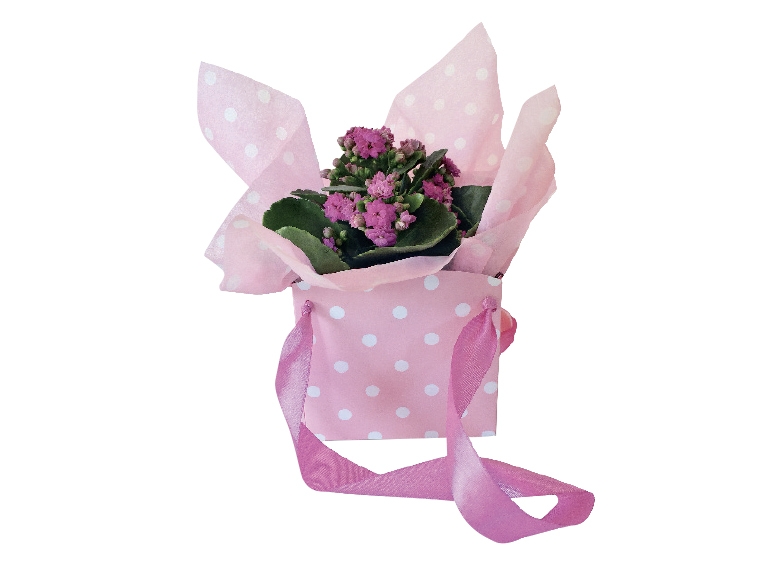 Mini Kalanchoe in Gift Bag