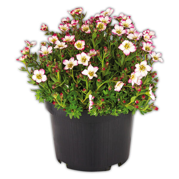 Steinbrech "Saxifraga"