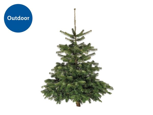 Medium Nordman Fir Cut Christmas Tree