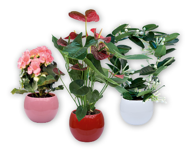 Plante à fleurs dans un pot arrondi