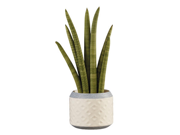Sansevieria in Planter
