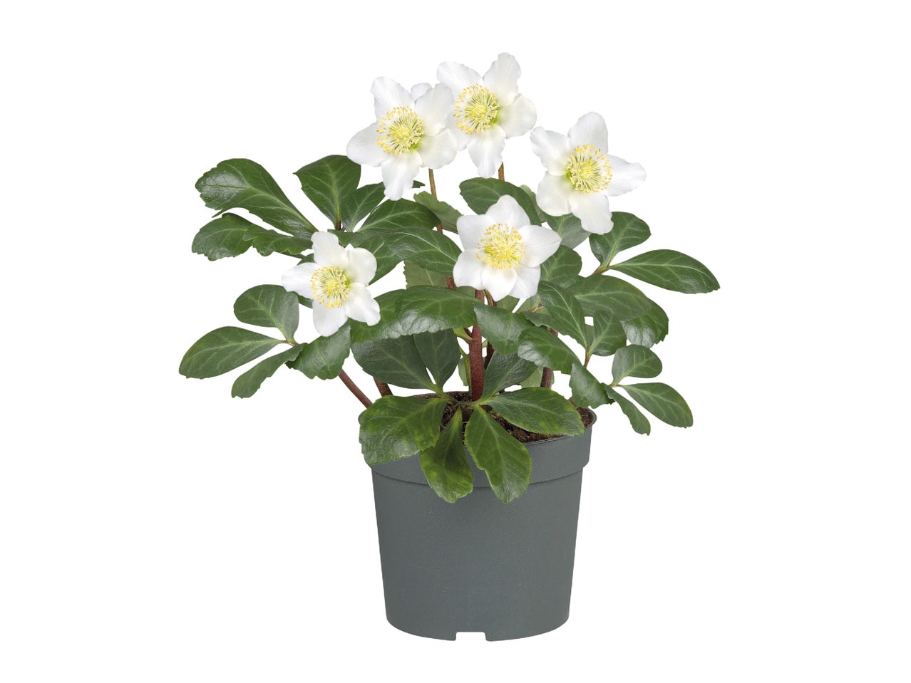 Alpine Rose1