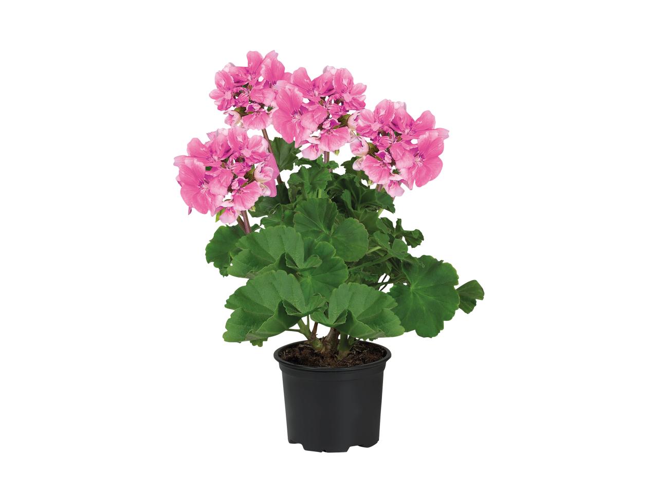 Geranium1