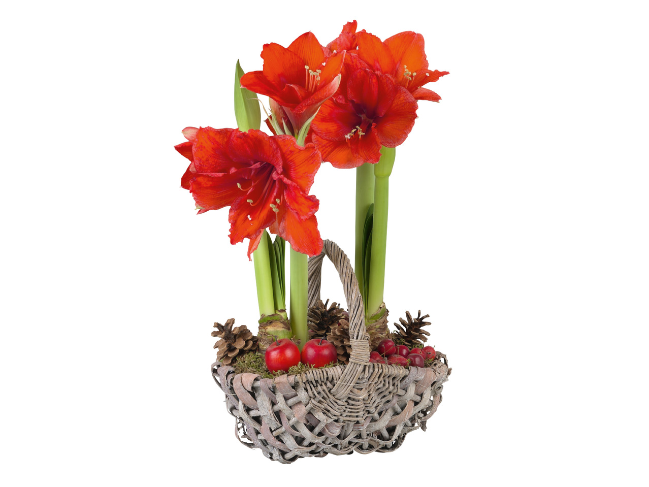 AMARYLLIS I KORG
