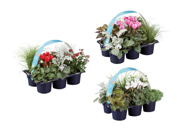 Assortiment d'automne