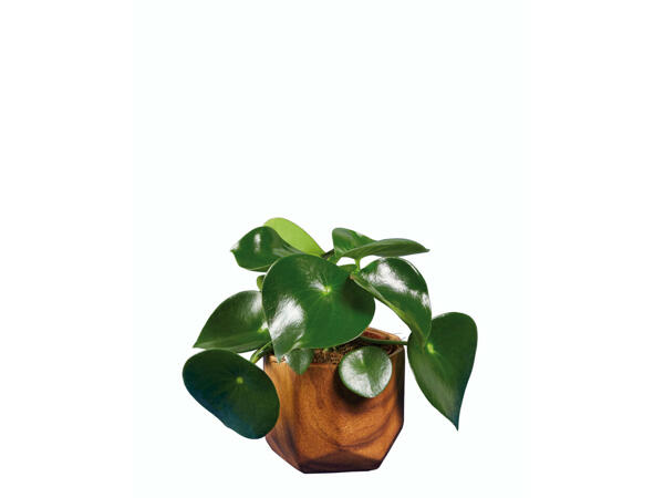 Plantes vertes avec pots en céramique effet bois