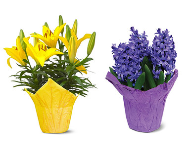 Tulips, Lilies or Hyacinths