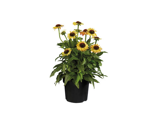 Echinacea 'Moodz'