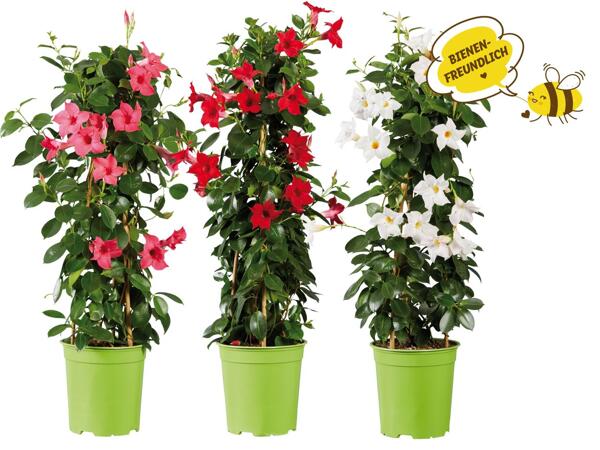 Dipladenia Pyramide