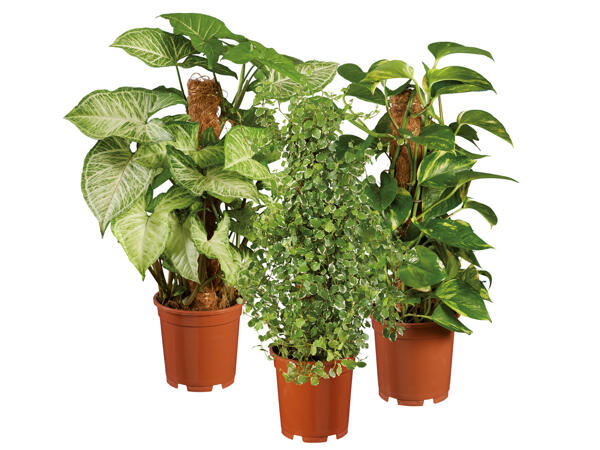 Green Plants