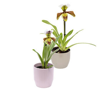 ORCHIDEA SCARPETTA DI VENERE