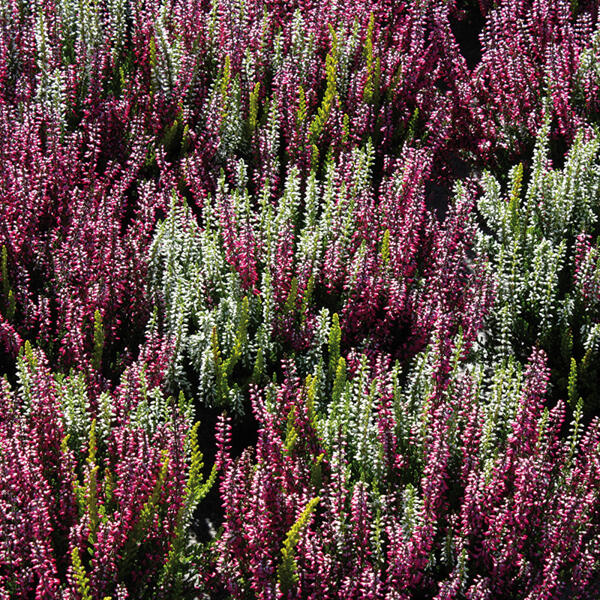 Heidekraut Calluna