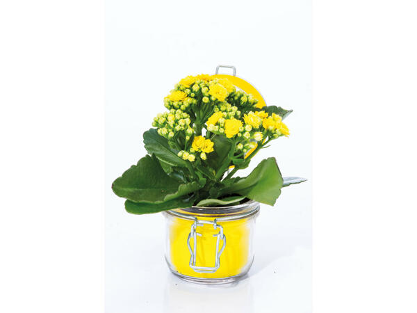 Kalanchoé en pot de verre