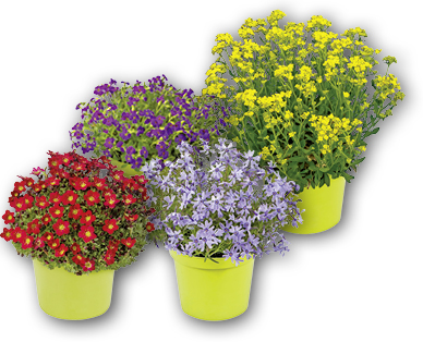 Piante primaverili