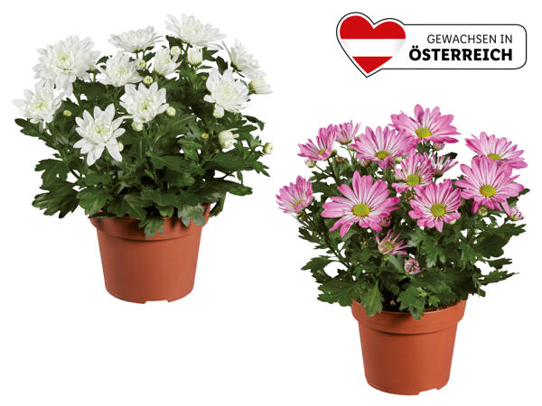Chrysanthemen