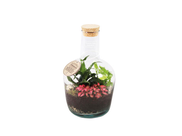 Terrarium mit Pflanzen