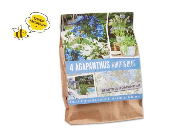 Agapanthus/​Pfingstrosen Zwiebeln