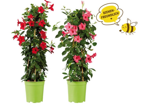 Dipladenia Sundaville Pyramide