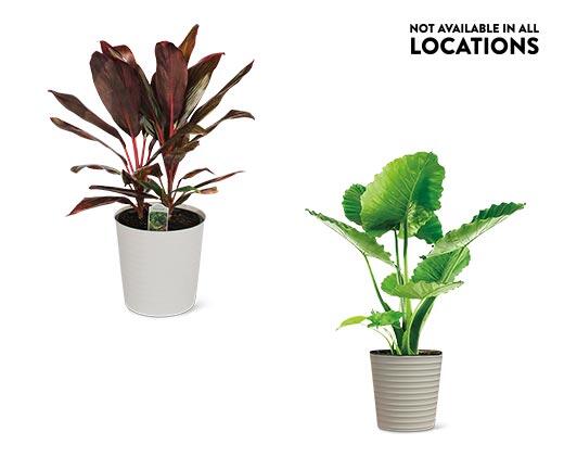 10" Foliage Assorted Varieties